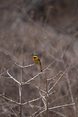 Tanzania Safari adventure to see the wilderness savannah