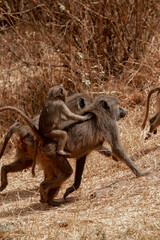 Tanzania Safari adventure to see monkey hungin in the wilderness savannah 