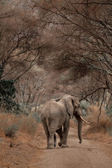 Tanzania Safari adventure to see elephants in the wilderness savannah