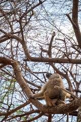 Tanzania Safari adventure to see monkey hungin in the wilderness savannah 
