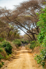 Tanzania Safari adventure to see the wilderness savannah
