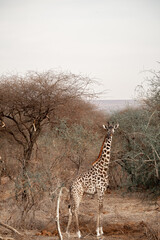 Tanzania Safari adventure to see the wilderness savannah