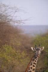 Tanzania Safari adventure to see the wilderness savannah