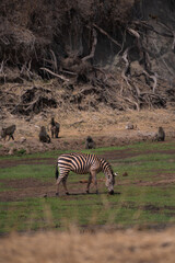 Obraz premium Tanzania Safari adventure to see the wilderness savannah