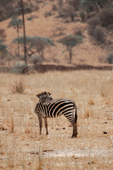 Obraz premium Tanzania Safari adventure to see the wilderness savannah