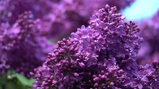 Close-up image of purple flower cluster against a blurred background, taken from ground level Soft petals with natural lighting