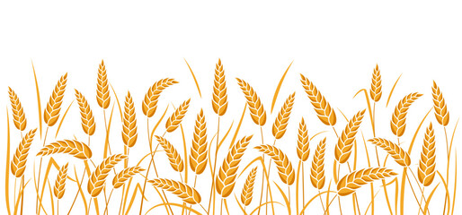 Ear of wheat and wheat grain on white background. Organic wheat, bread agriculture and natural eat, barley or rice millet. Agricultural background template. Isolated. Vector