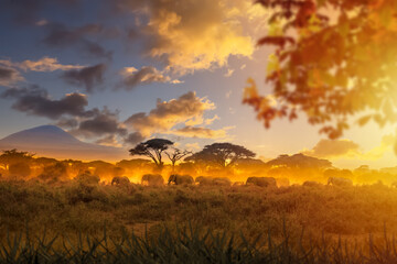 African savanna. Herd of elephants walking against backdrop of sunset. Flora and fauna of Africa. Journey through Savannah. Elephants walk through nature reserve in Africa. African Savannah landscape