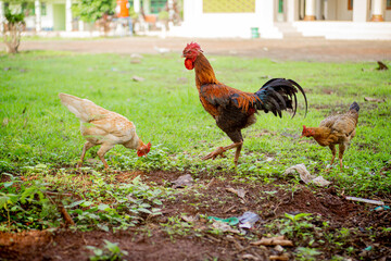 The rooster is approaching the hen in the mating season