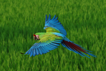 Colorful Military Macaw parrot flying on the rice fields. Free flying bird