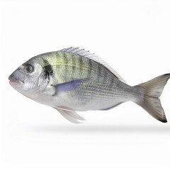 Obraz premium poisson, sar, isolé, animal, blanc, comestible, aliment, pêche, nature, ailette, attraper, le queue, frais, brut, eau douce, eau, fleuve, océan, objet, un, fruits de mer, sain, tête, écailles