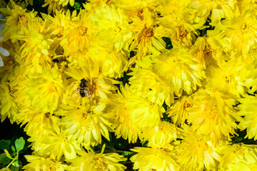 Batman hoverfly - Myathropa florea,  flower fly hoverfly collects nectar on autumn flowers...