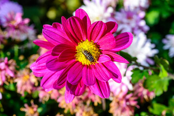 Flower fly hoverfly collects nectar on autumn flowers Chrysanthemum in the garden