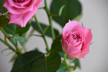 ピンクのばら