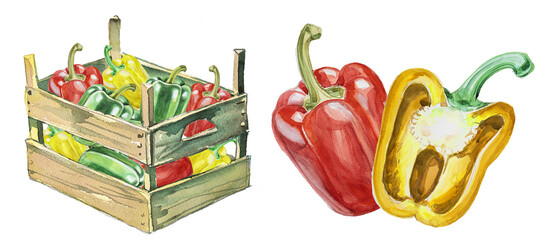 Watercolor red bell pepper isolated on white. Hand drawn vegetable illustration. Menu or cook book cover clipart.	Pepper spice illustration.