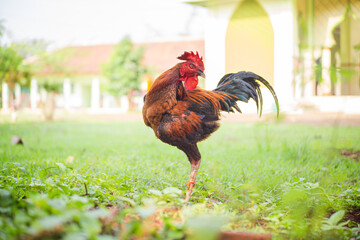 A Rooster, black and red and orange in color, is standing among the grass