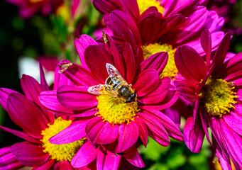 Batman hoverfly - Myathropa florea,  flower fly hoverfly collects nectar on autumn flowers...