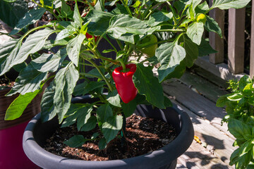 Bright Red Bell Pepper Growing on a Green Plant in a Sunny Garden