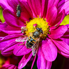 Batman hoverfly - Myathropa florea,  flower fly hoverfly collects nectar on autumn flowers Chrysanthemum in the garden