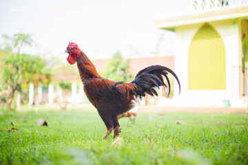 A Rooster, black and red and orange in color, is standing among the grass