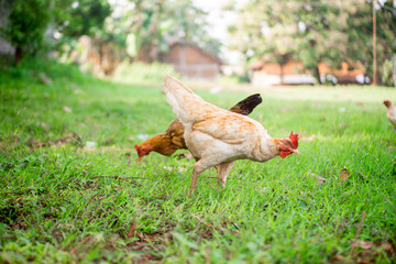 Some chickens are looking for food in the grass