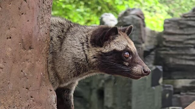 Asian palm civet or locals calls it Musang Pandan or Luwak coffee producer, latin name paradoxurus hermaphroditus, resting on a tree