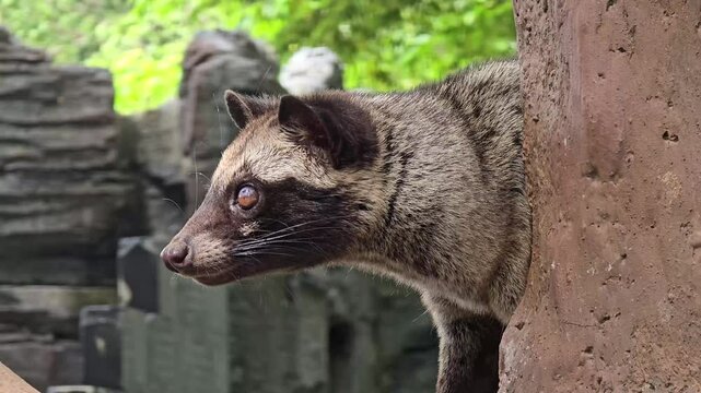 Asian palm civet or locals calls it Musang Pandan or Luwak coffee producer, latin name paradoxurus hermaphroditus, resting on a tree