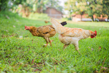 Some chickens are looking for food in the grass