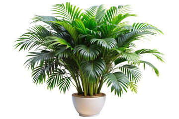 Obraz premium palm tree isolated on white