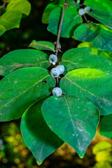 Flueggea sp. - berries with seeds on a background of green leaves on a branch of an ornamental shrub in the garden