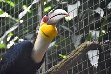 Golden eagle in its cage