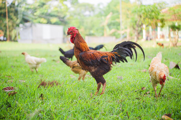 Some chickens are looking for food in the grass
