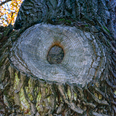 A cut branch overgrown with bark on the trunk of a large tree, the texture of the bark of a tree
