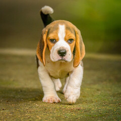 Close up of an Adorable Beagle puppy 