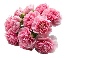 pink carnation flowers