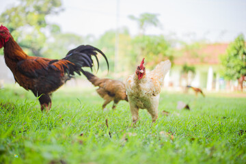 Some chickens are looking for food in the grass