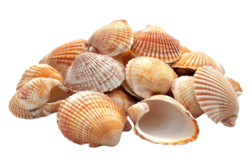 A pile of seashells, isolated on a transparent background, perfect for beach, ocean, or nature-themed designs.
