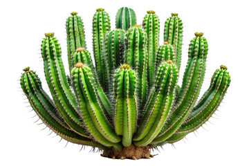 cactus isolated on white