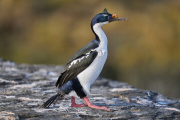 Imperial Shag (Phalacrocorax atriceps albiventer) on the coast of Bleaker Island on the Falkland Islands