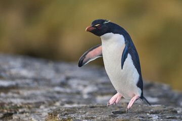 Rockhopper Penguin (Eudyptes chrysocome) returning to its colony on the cliffs of Bleaker Island in the Falkland Islands