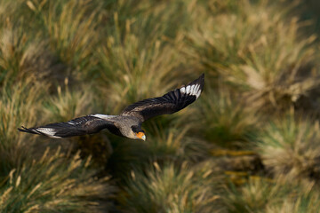 Crested Caracara (Caracara plancus) in flight along the coast of Bleaker Island in the Falkland Islands.     