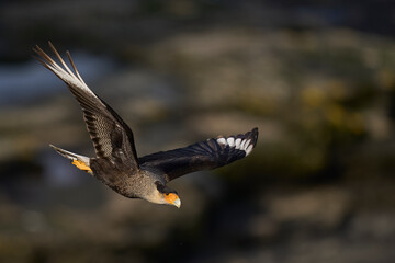 Crested Caracara (Caracara plancus) in flight along the coast of Bleaker Island in the Falkland Islands.     
