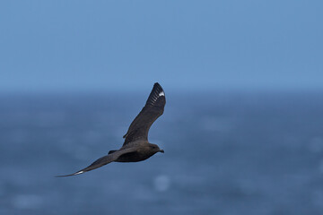 Falkland Skua (Catharacta antarctica) in flight over the coast of Bleaker Island in the Falkland...