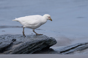 Pale-faced Sheathbill (Chionis albus) on the coast of Sea Lion Island in the Falkland Islands.                               