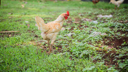 Some chickens are looking for food in the grass