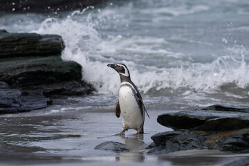 Magellanic penguin (Spheniscus magellanicus) emerging from the sea on Sea Lion Island in the Falkland Islands. © JeremyRichards