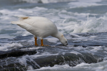 Male Kelp Goose (Chloephaga hybrida malvinarum) feeding on rocks of the tidal zone on Sea Lion Island in the Falkland Islands.                    