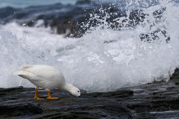 Male Kelp Goose (Chloephaga hybrida malvinarum) feeding on rocks of the tidal zone on Sea Lion...