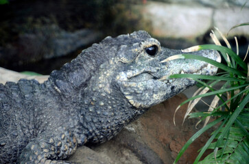 ニシアフリカコガタワニ