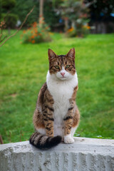 A charming and adorable cat elegantly poses on a wall, surrounded by lush, vibrant greenery and colorful flowers